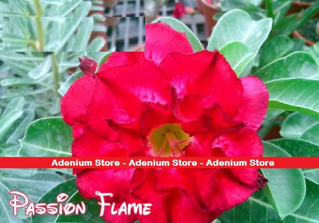(image for) New Adenium \'Passion Flame\' 5 Seeds